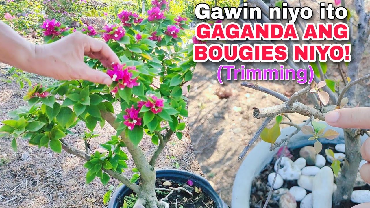 Mga steps at dapat tandaan sa pag-trim ng mga bougainvillea | Easy lang ito!