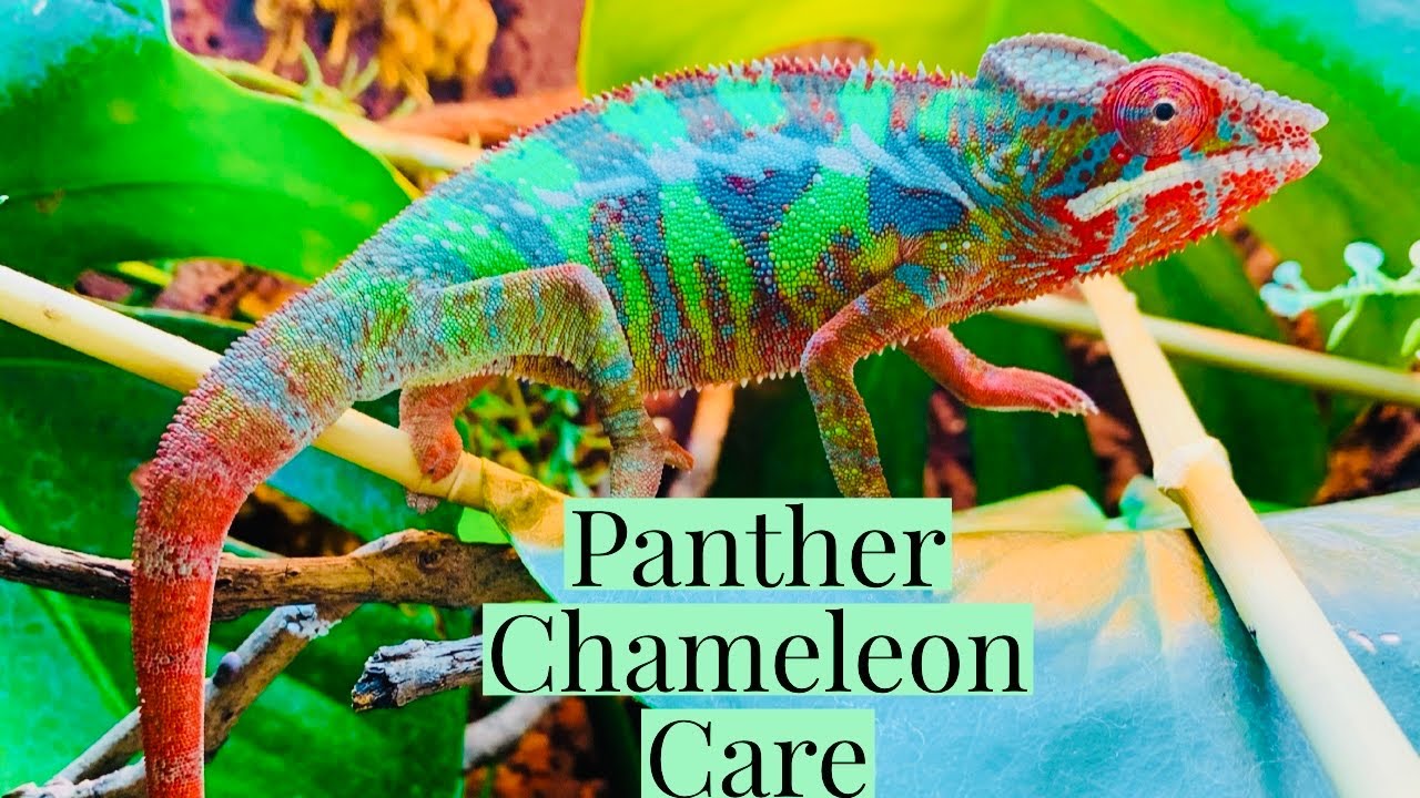Panther Chameleon Care