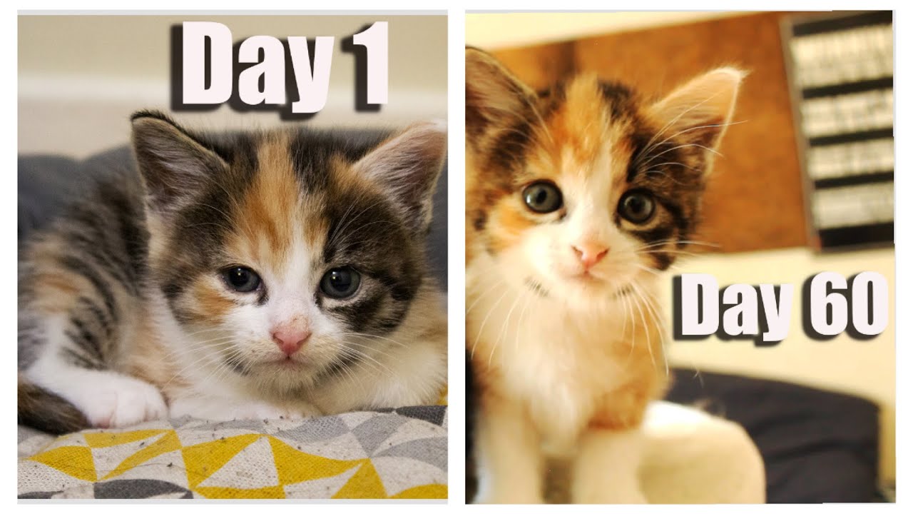 Day 1 to 60: Growing Up New calico Kitten Candle l CrazyCatish