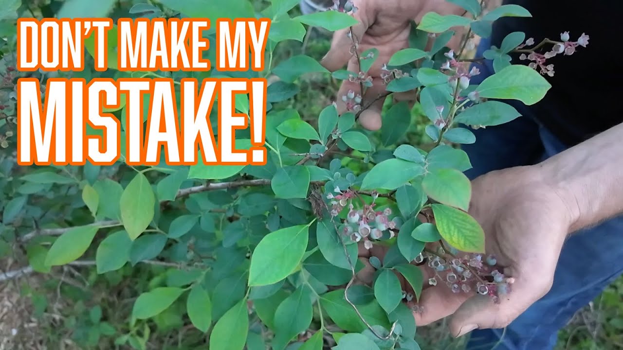 Avoid this Mistake when Planting Blueberries