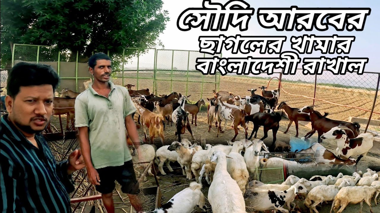 সৌদি আরব ছাগল,ভেড়া পালন | সৌদিতে ছাগল পালনের ভিসায় আসা কি মহাবিপদ | আজ এরাবিয়া রাখালের গল্প | দুম্বা