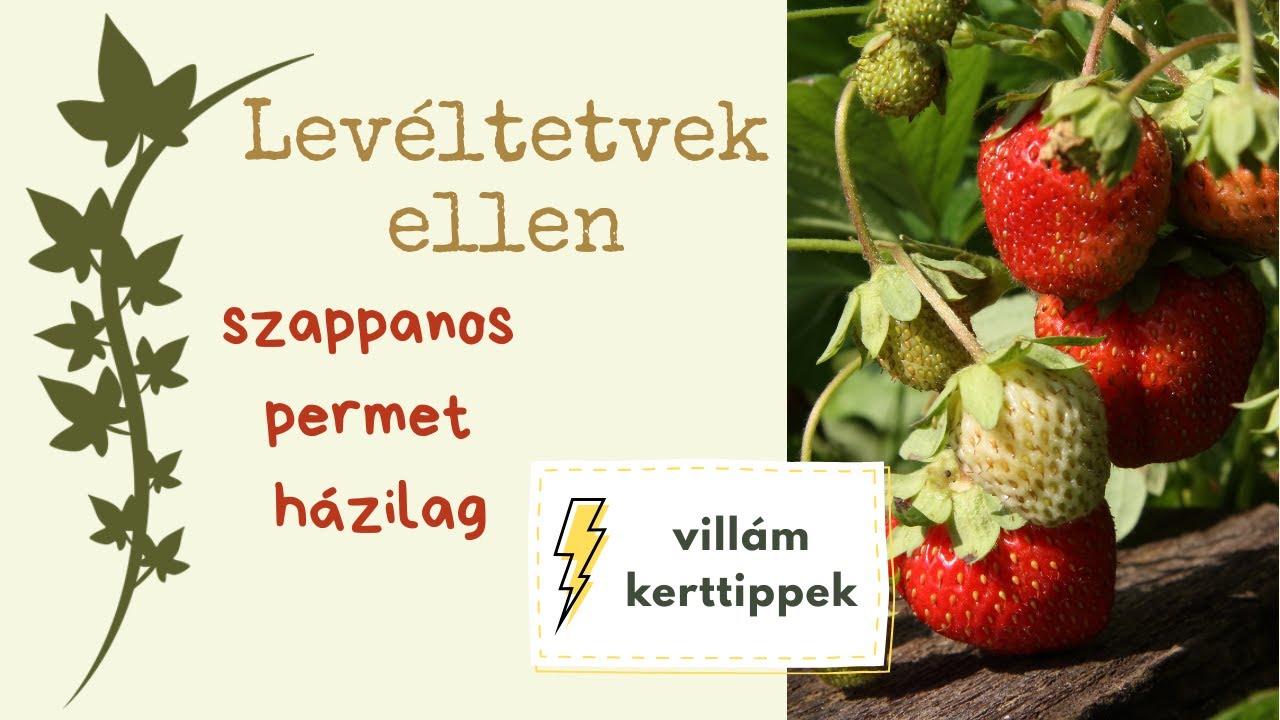 Szappanos permet lev&eacute;ltetvek ellen | Vill&aacute;m kerttippek #1