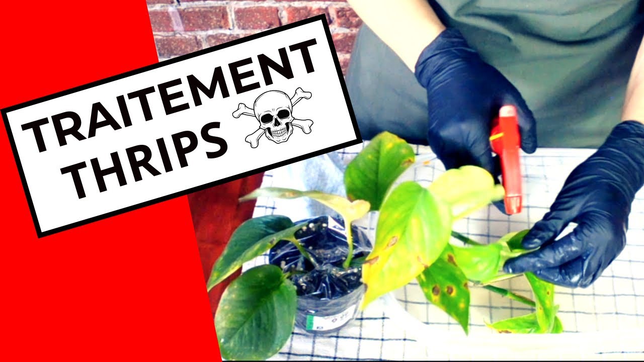 TRAITEMENT THRIPS!!