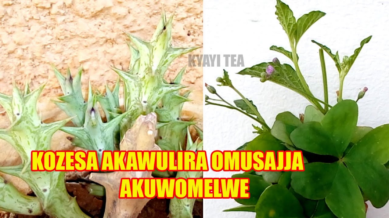 Kozesa Akawulira Omusajja Awulire Buwome bwa Mana yo Yoka Teka Omusajja mu Cuupa