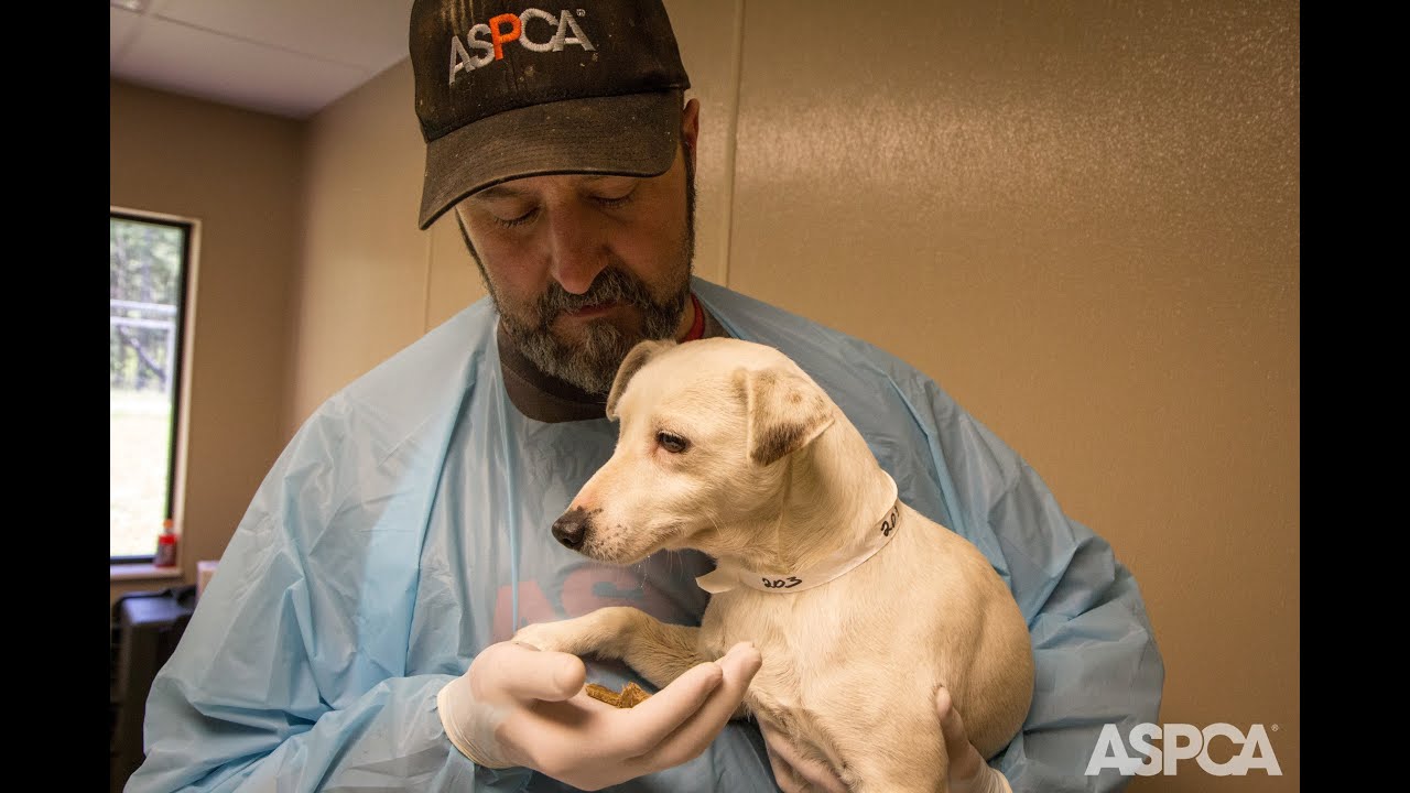 Traumatized Puppy Mill Dog Makes an Amazing Recovery
