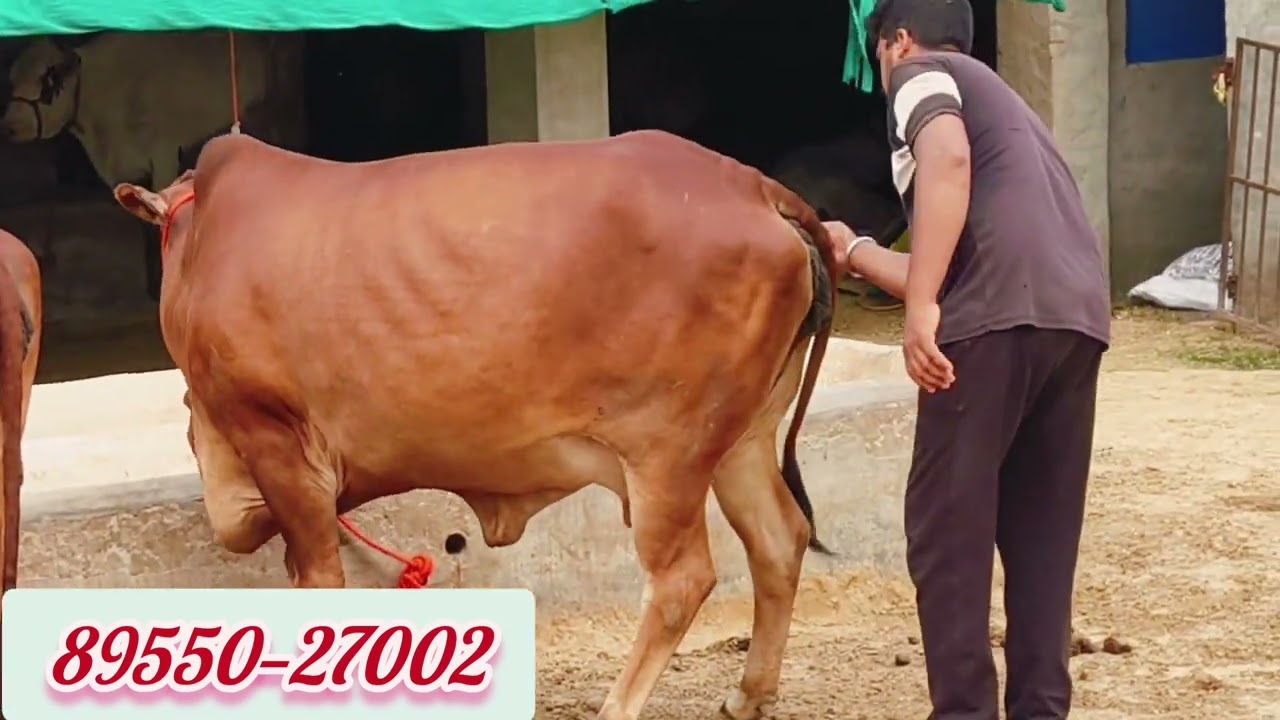 चौधरी डेयरी फार्म 👌👌 बस नाम ही काफी है👍👍 श्री गंगानगर राजस्थान 📱📱 8955027002