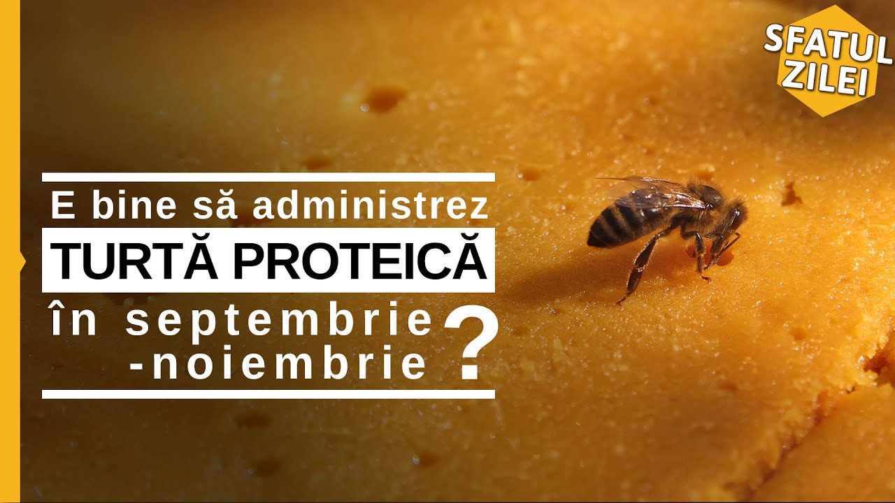 E bine să administrez TURTĂ PROTEICĂ ÎN SEPTEMBRIE - NOIEMBRIE ?