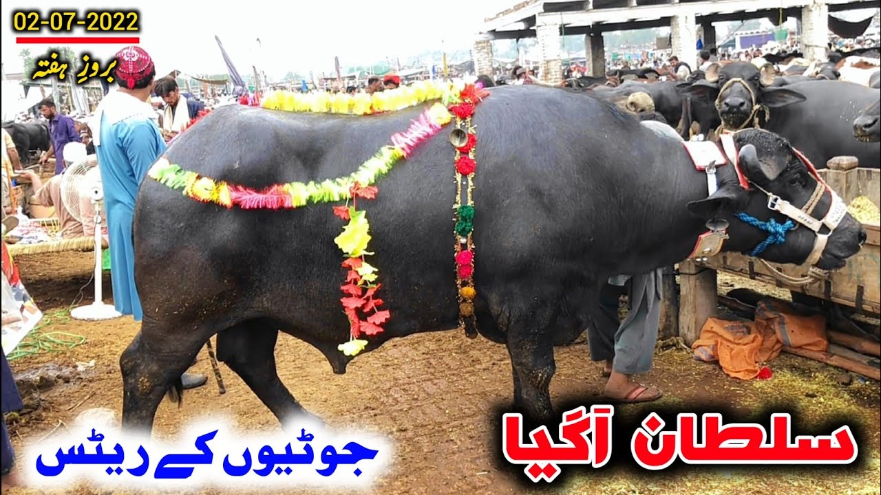 Peshawar Kala Mandi 2022 today updates | kala mandi peshawar 2022 cow mandi