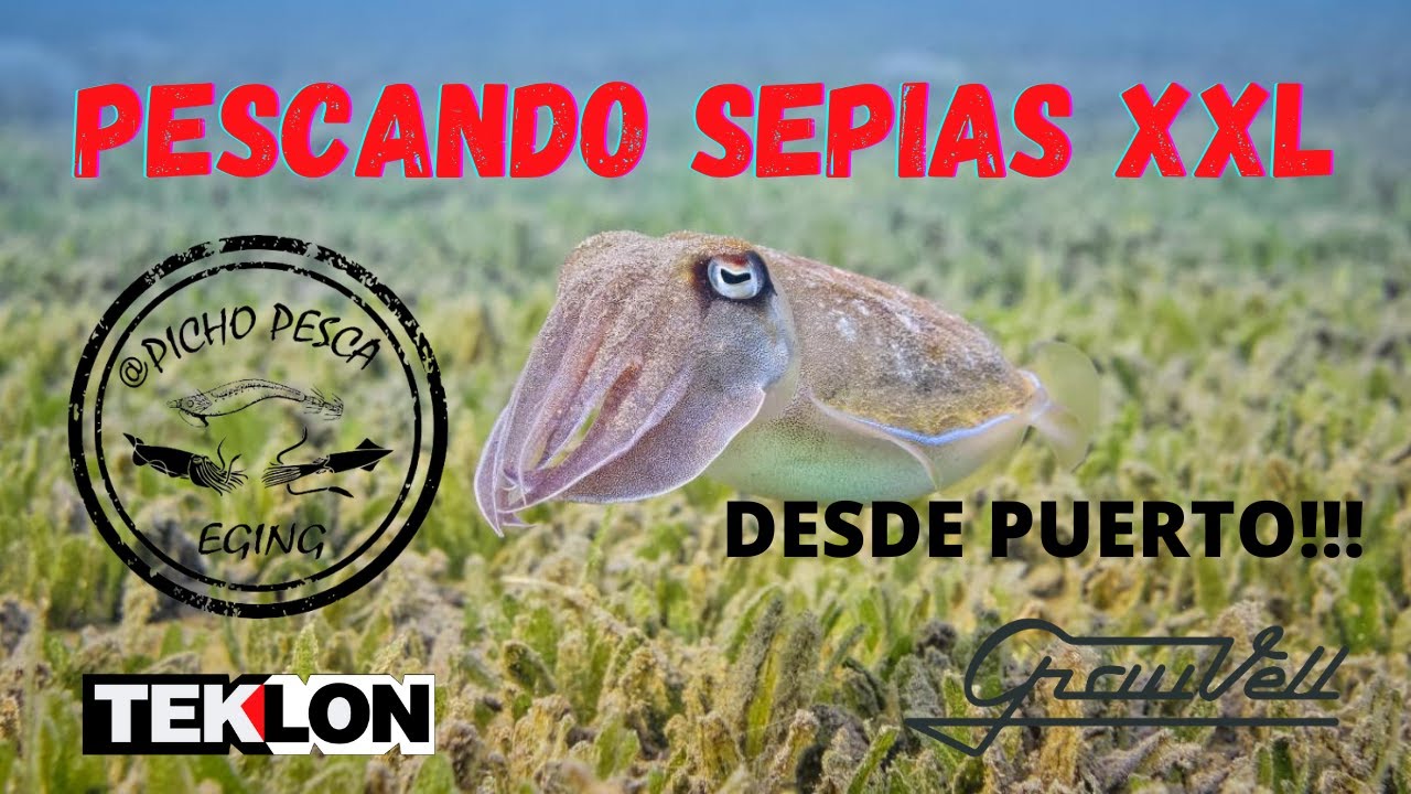 pescando sepias grandes desde puerto!!!