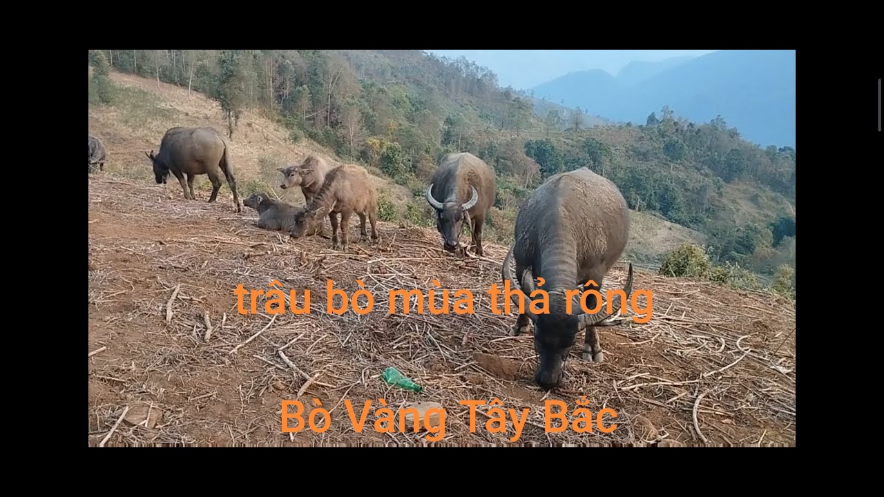 Trâu bò dân bản vào mùa thả rông