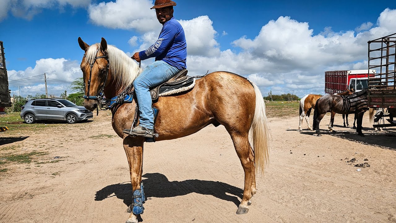FEIRA DE CAVALO DE CACHOEIRINHA PE, VÁRIOS ANIMAIS DE VAQUEJADA, QUINTA FEIRA, (23/01/25) #nordeste
