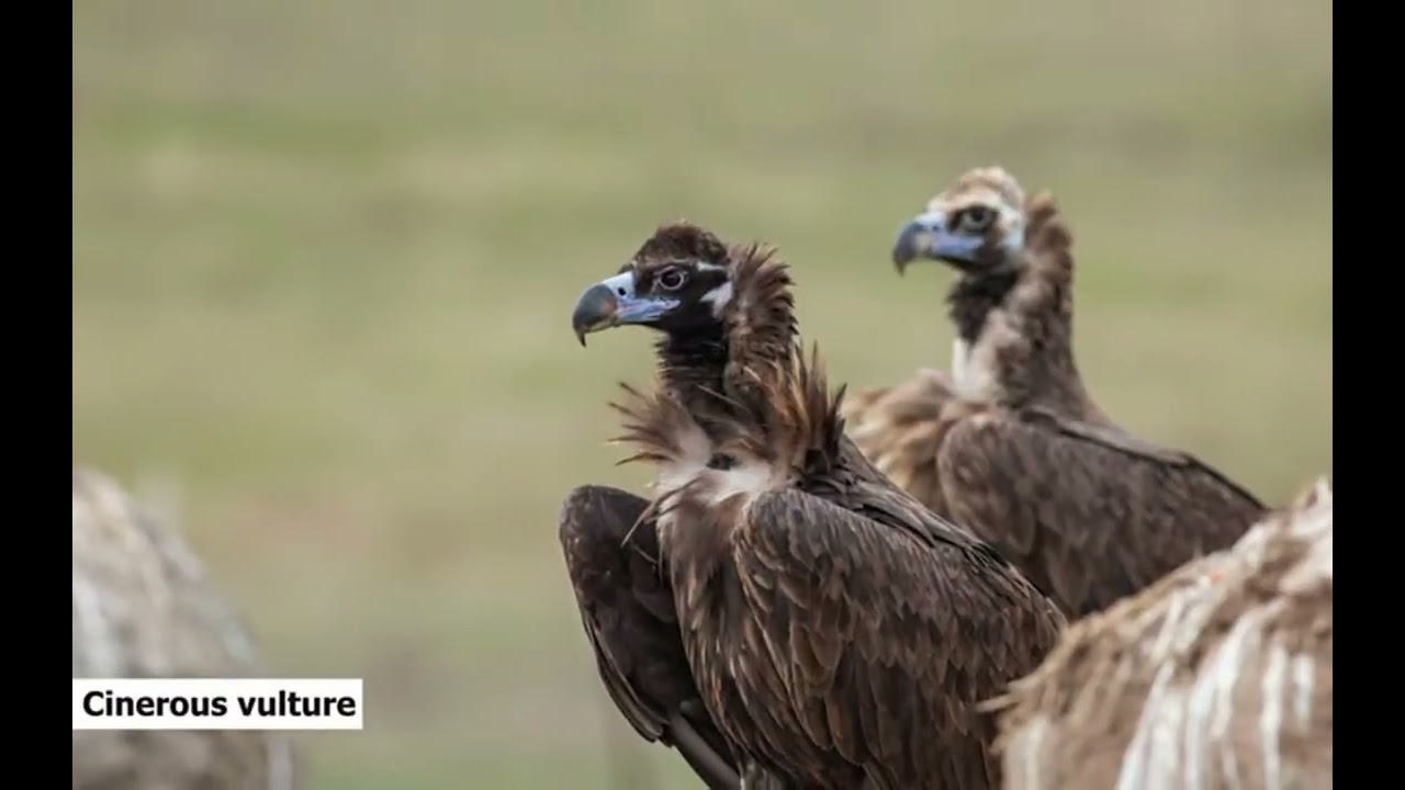 Vultures in Tamil Nadu