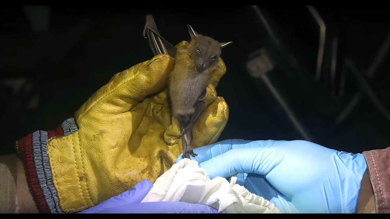 Investigating the Risk of Human Disease From Small Mammals and Bat Parasites