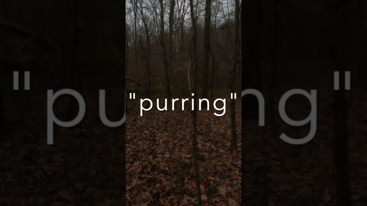 When your duck hunting but more interested in the turkey roost you stumbled into&hellip;
