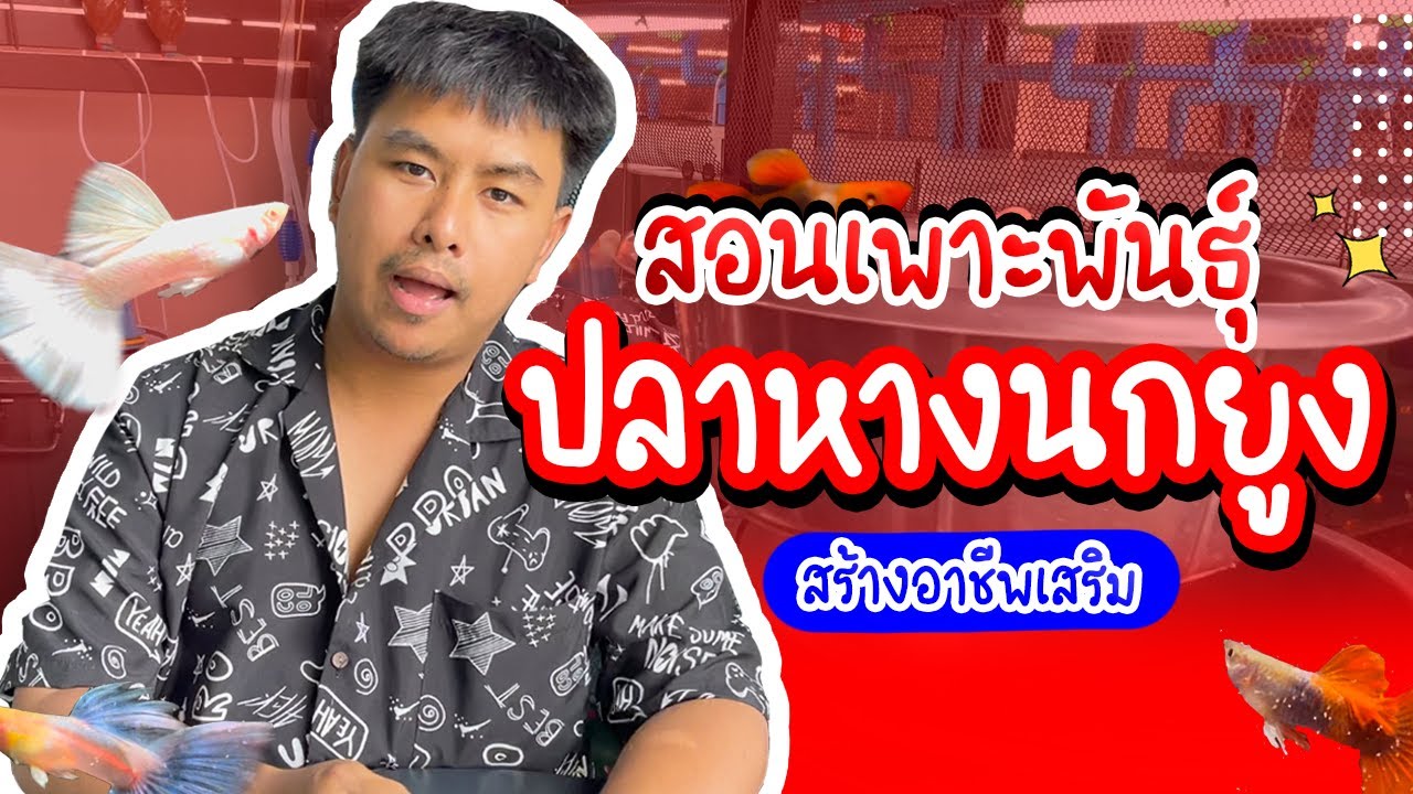 รู้อะไรไม่เท่ารู้งี้ EP12.สอนเพาะพันธุ์ปลาหางนกยูงสร้างรายได้เสริม #เพาะพันธุ์ปลาหางนกยูง