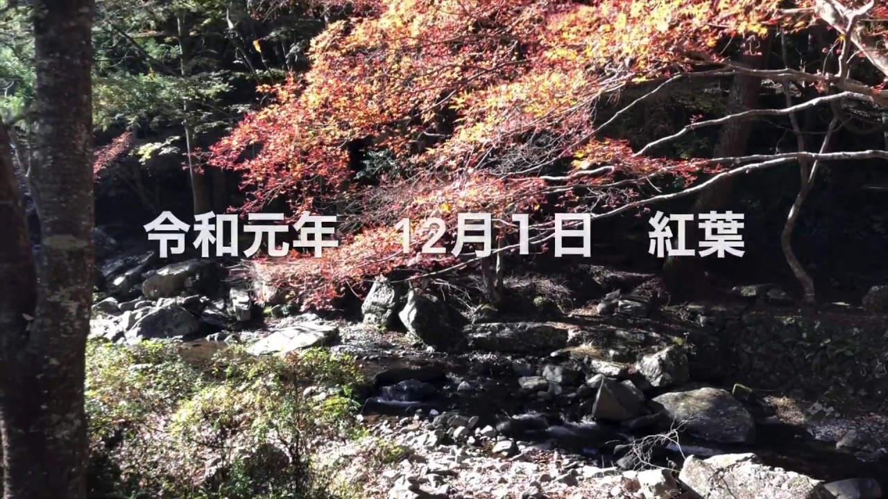 令和　最初で最後の紅葉　愛知県くらがり渓谷