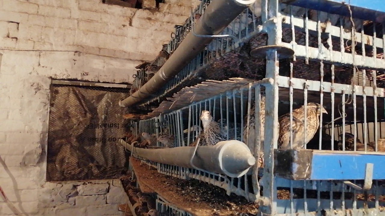 Batair Hatchery Visit In Lahore