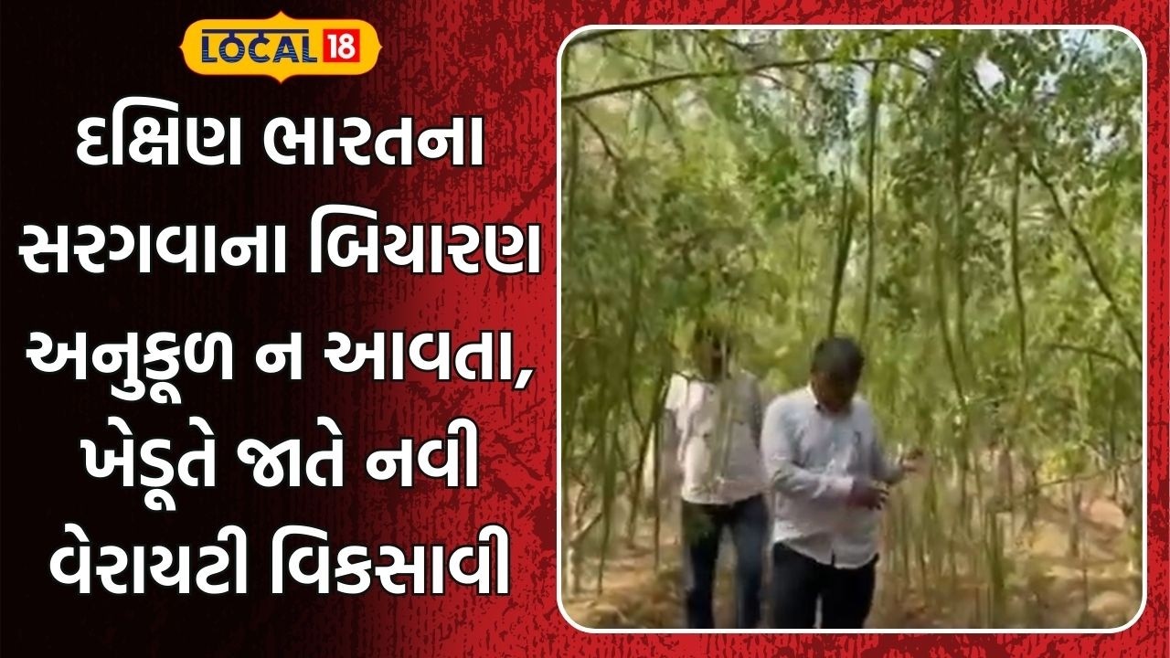 Patan News | દક્ષિણ ભારતના સરગવાના બિયારણ અનુકૂળ ન આવતા, ખેડૂતે જાતે નવી વેરાયટી વિકસાવી | local18
