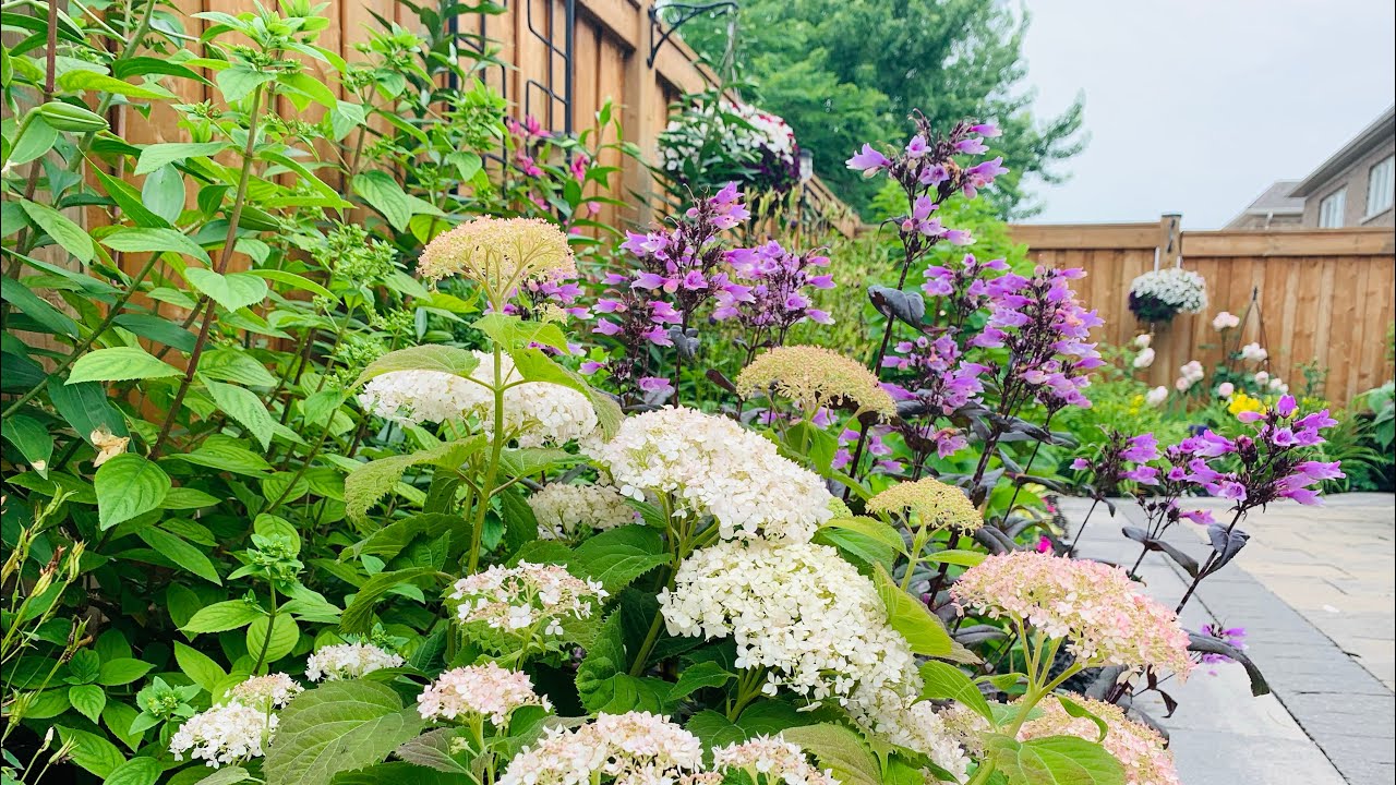 Вечер в моем саду: пересадка самшита, роз и обрезка сальвии + новости сада 🌸💐🪴