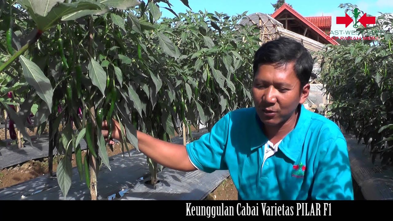 Cabai Besar : Pilar F1, Cabai Besar Adaptif dan Tahan Layu
