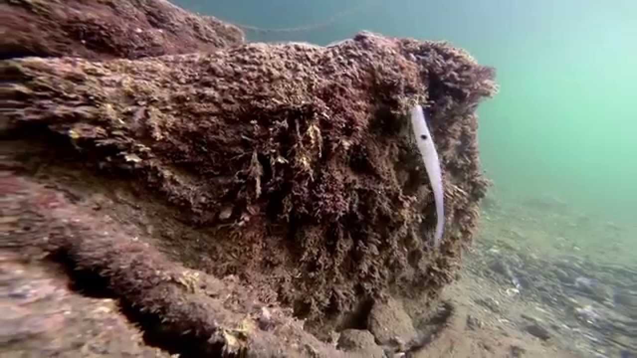 SPOTTER SLUG UNDERWATER - RA'IS SINKRO SOFT BAITS