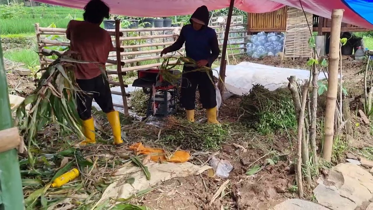 Menggiling antara daun jagung dan daun kacang tanah.. #mantab