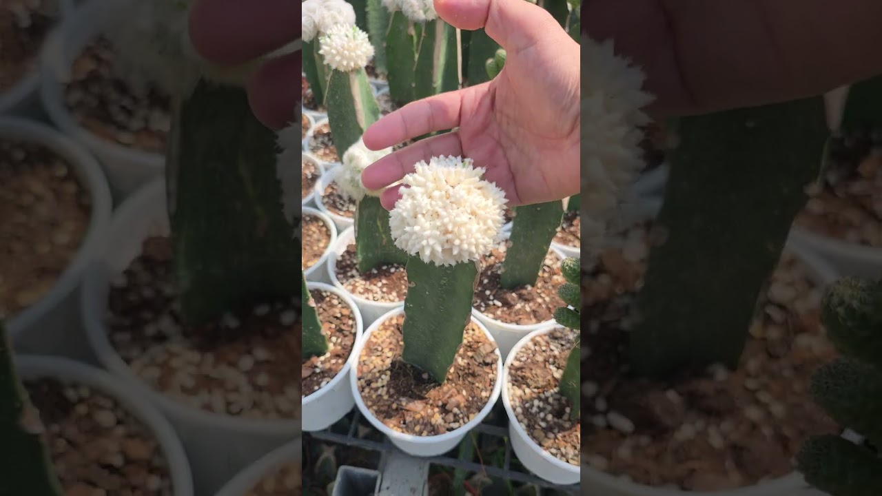 白锦和黄锦有何区别？注意事项？