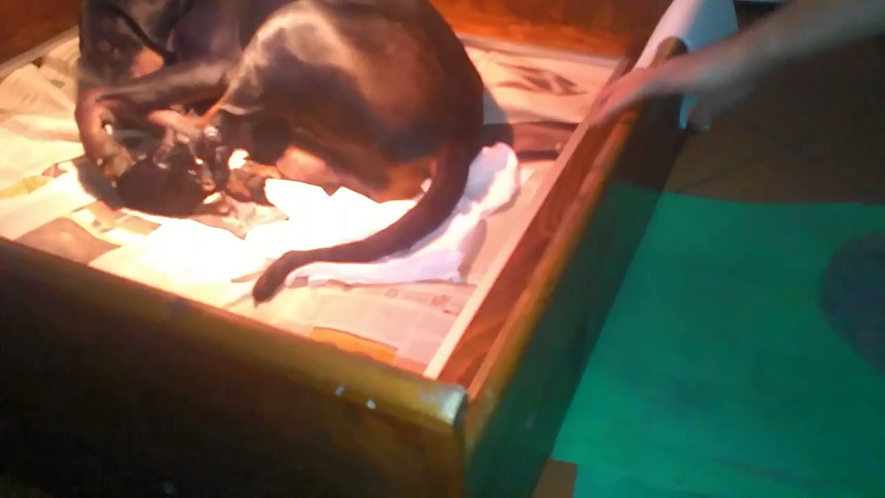 Dobermann: il parto in diretta