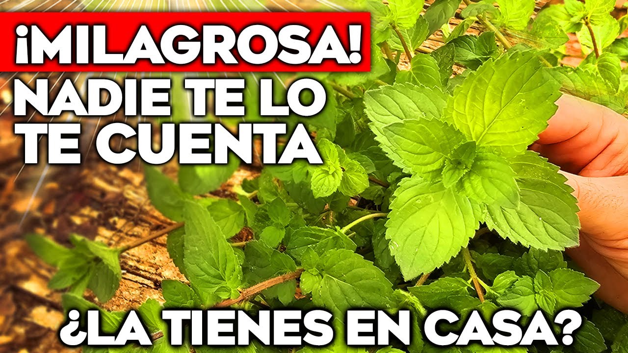 &iexcl;CUIDALA como ORO! NO CREER&Aacute;S lo que la MENTA Puede Hacer por Tu SALUD | Propiedades y CUIDADOS