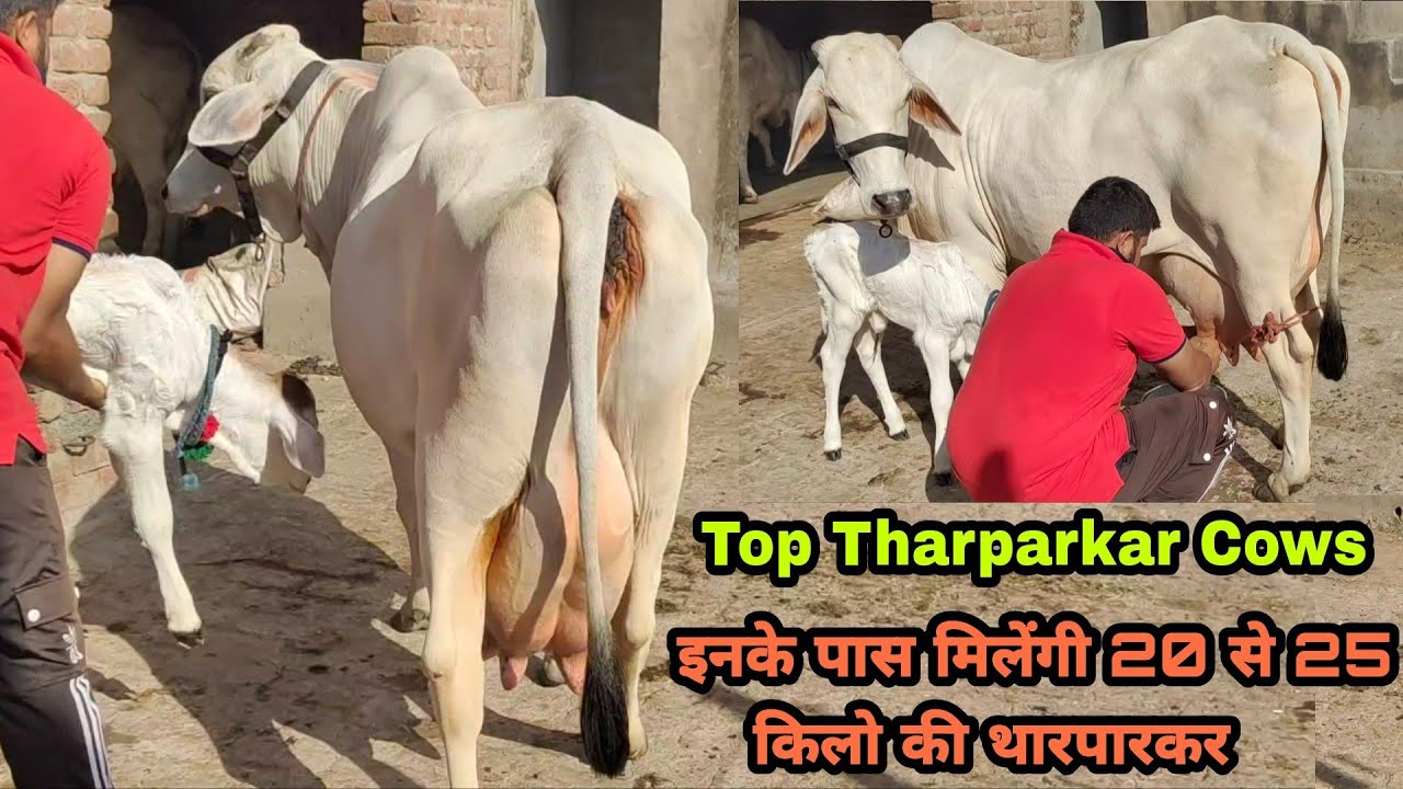मंत्री मुख्यमंत्री भी खरीदते हैं इनसे गायें 👍 इनके पास मिलेंगी 20 से 25 किलो की #थारपारकर गायें