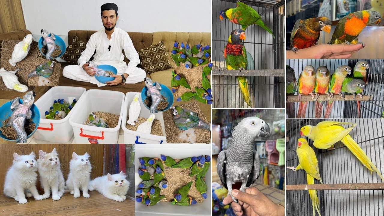 Birds Market Multan 07 March 2026 |Madni Birds Shop | Malik Danish | Handtamed Parrot Shop |