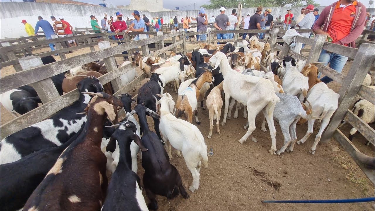 Feira de bode ovelhas 🐑 em cachoeirinha-Pe 28-01-2026 muitas criações 