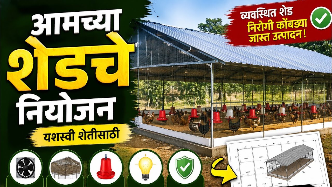🐓Low Cost पण Effective Shed Planning | आमच्या फार्ममधून प्रत्यक्ष अनुभव#chicken #freerangechickens 