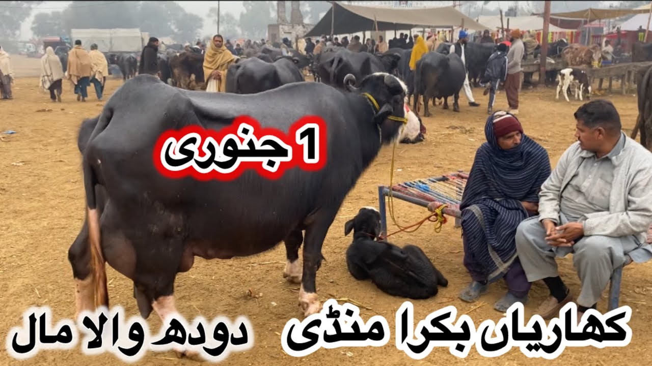Kharian Bakra Mandi Rates | 1 January 2026
