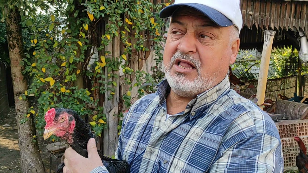 /// HİNT HOROZLARIMIZ ÇİÇEK HASTASI OLMAMASI İÇİN KULLANACAĞIMIZ İLAÇLAR ///