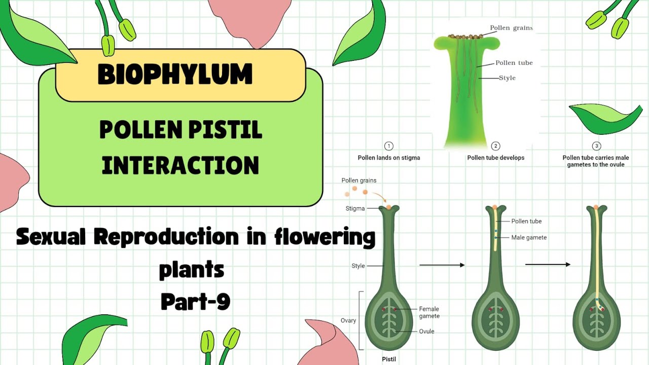Pollen Pistil Interaction Part-9 sexual reproduction in flowering plants For NEET & Class XII.