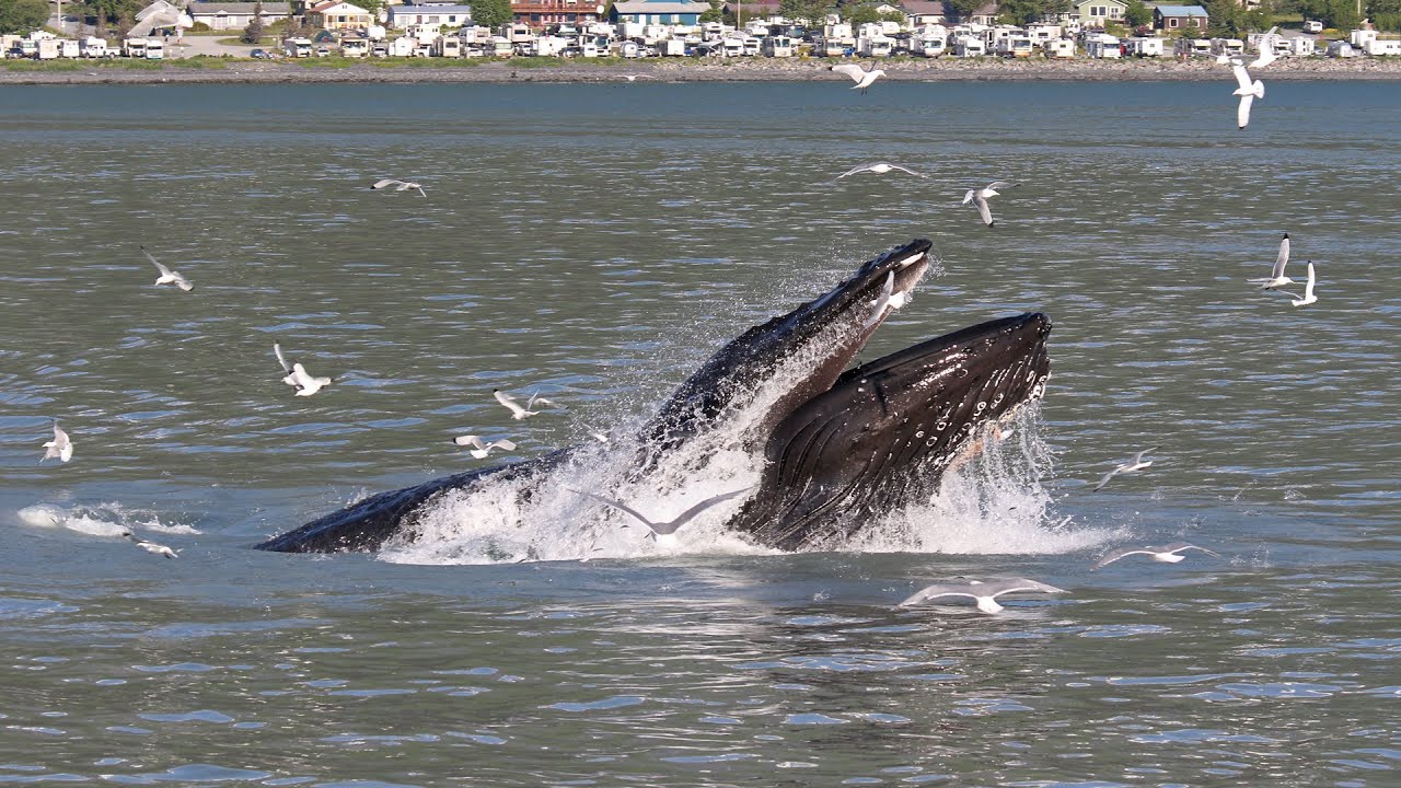 Alaska Part 5: The Pelagic Fjord Trips from Seward, June 16 & 24 2017