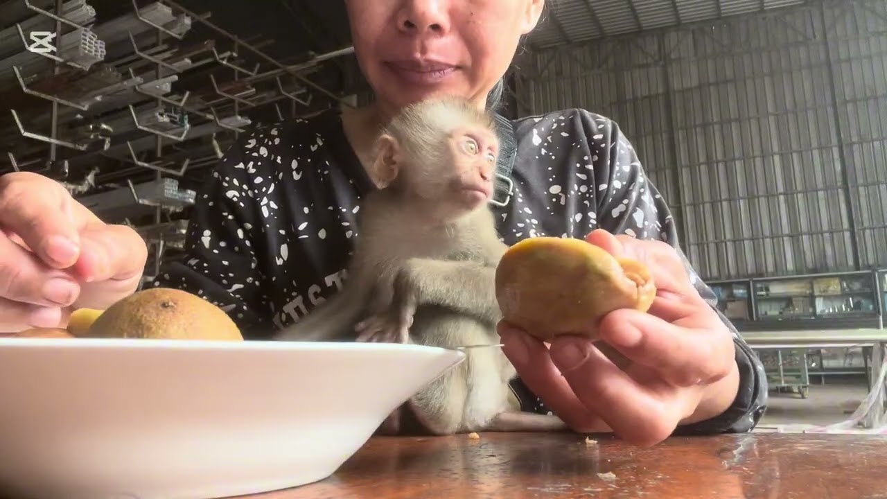 Mary eats sapodilla #monkey  #amimals #asmr