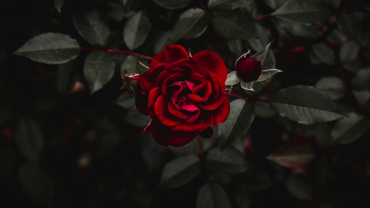 maggie lindemann - decode (𝐒𝐥𝐨𝐰𝐞𝐝+𝐑𝐞𝐯𝐞𝐫𝐛)
