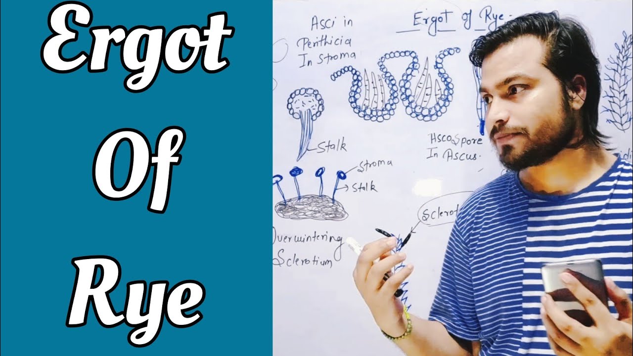 Ergot of Rye | Claviceps, Disease cycle