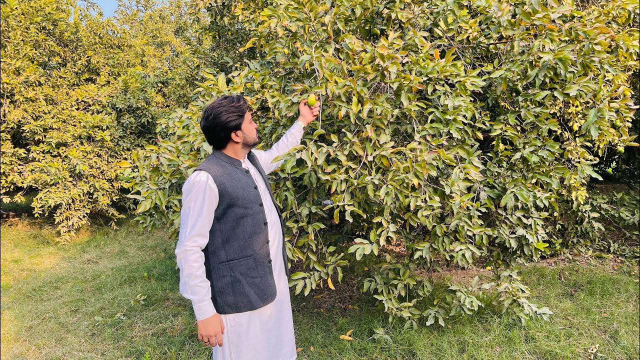 Amrood Ka Baag 🍐 | امرود کا باگ | Muzafar Rafi 