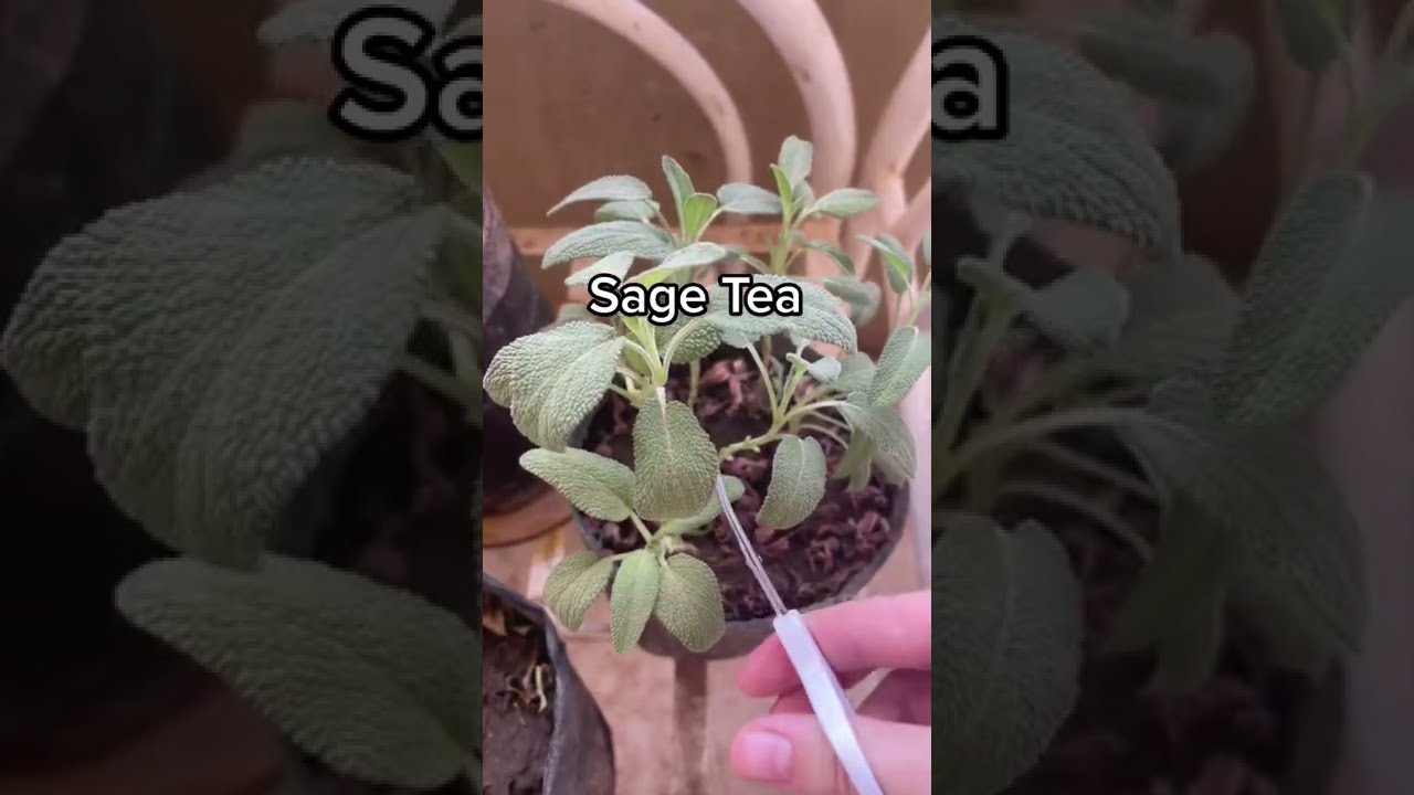 Useful to grow own fresh tea leaves 🙃😉👍 #teatime #owngrown #tea #growownfood #sage