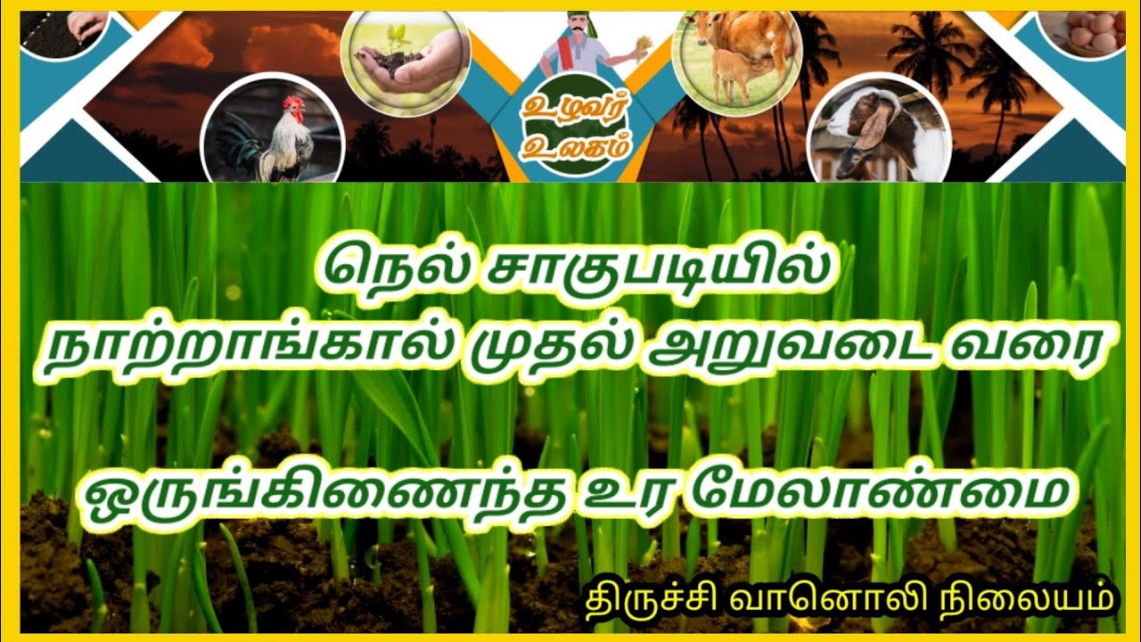 நெல் சாகுபடியில் நாற்றாங்கால் முதல் அறுவடை வரை ஒருங்கிணைந்த உர மேலாண்மை/ உழவர் உலகம்  Uzhavar Ulagam