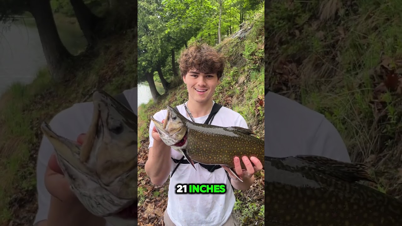 Catch and Cook Brook Trout #fishing #brooktrout #hugefish