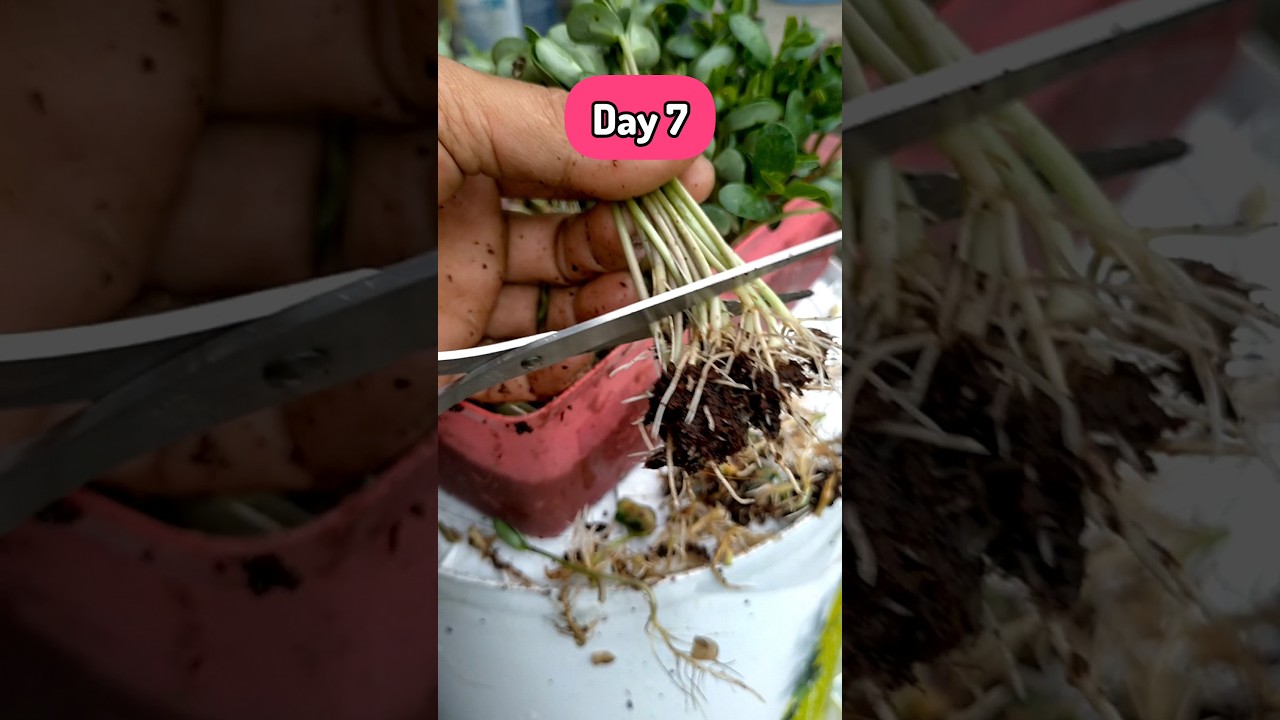 Kecambah Kacang Kedelai. #visitani #microgreen #vegetables