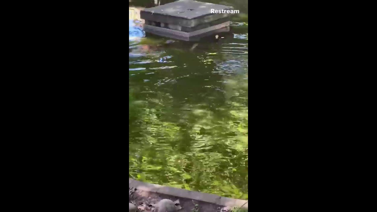 Otters Playing & Swimming
