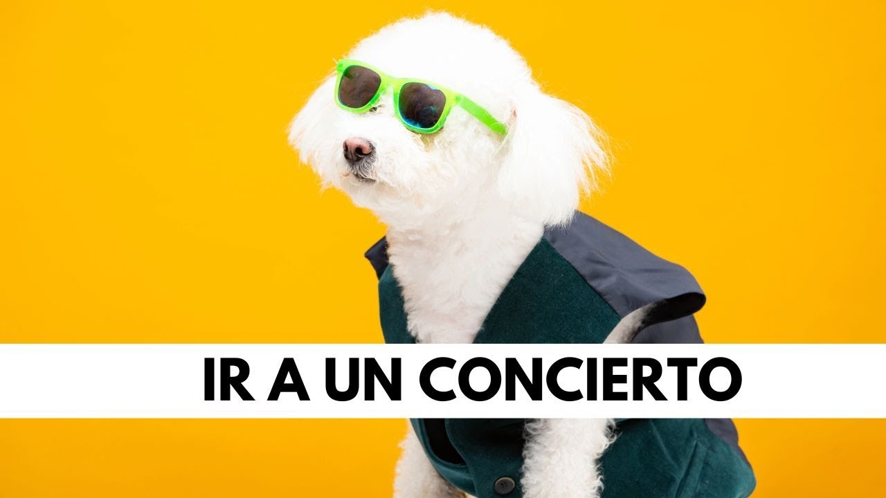 Go to a concert in Spanish! Key phrases & vocab you NEED to know