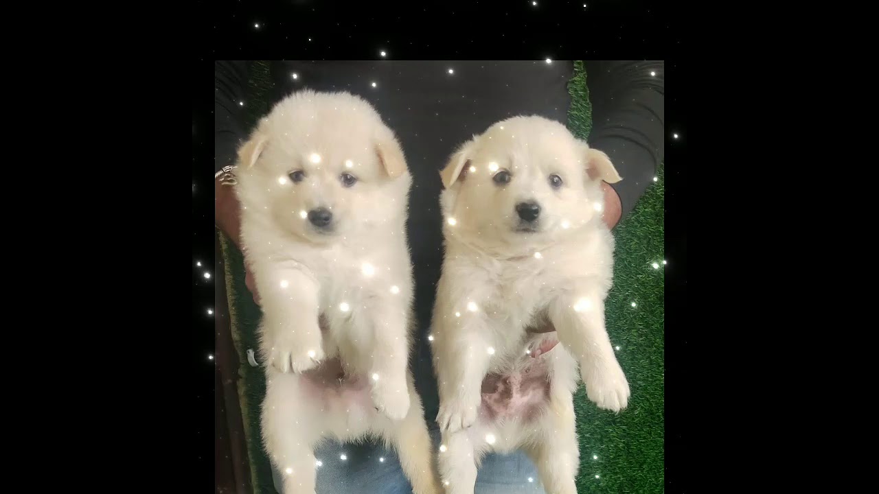 All top quality breeds. here healthy puppies  available. cont .8130314845