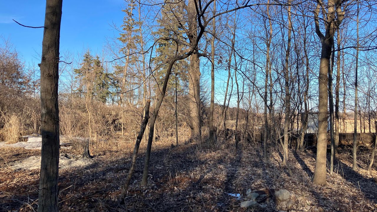 Helping the Hardwoods. Hickory restoration 