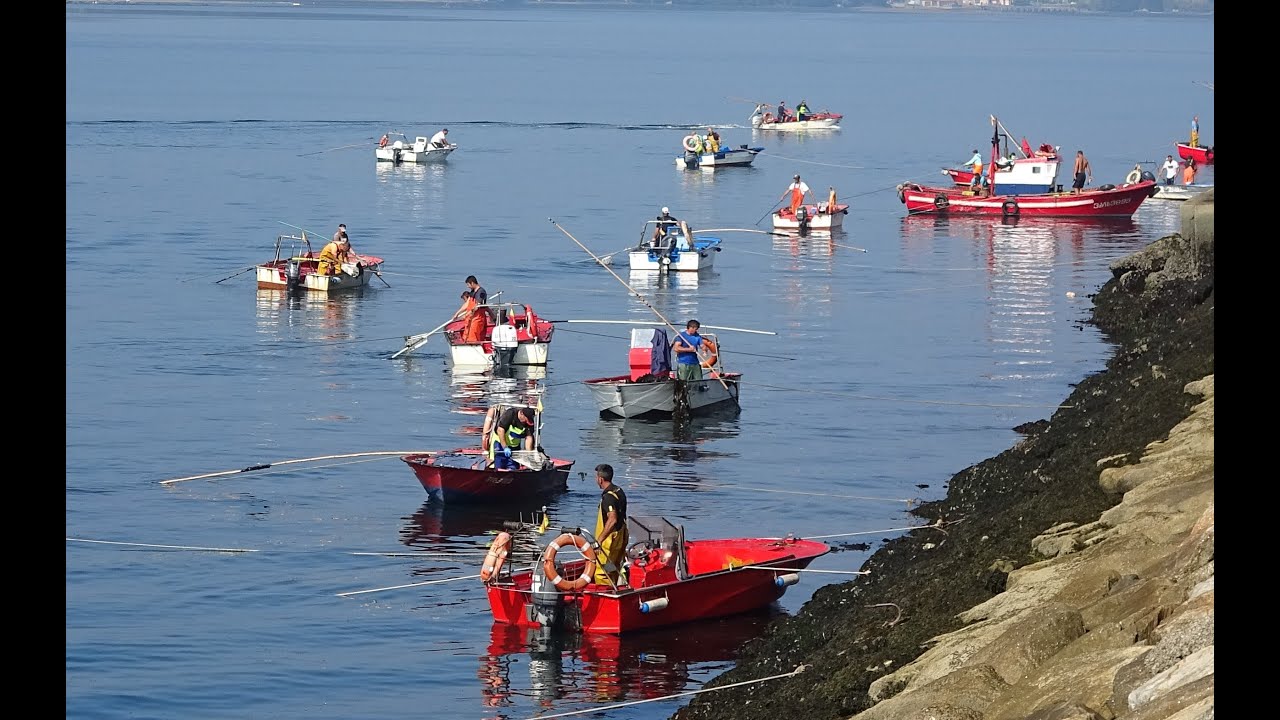 La captura de la almeja fina en Rianxo.
